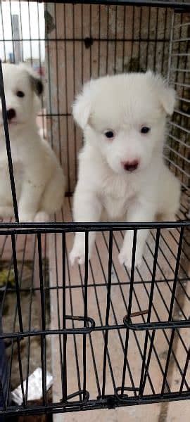 olx russian|Dogs for Sale in Islamabad .